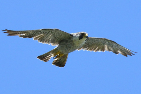 トリミング 2020/6月 SIGMA150-600C+D500 600mm F8 ss1/1250 ISO1250 AF-C シングル