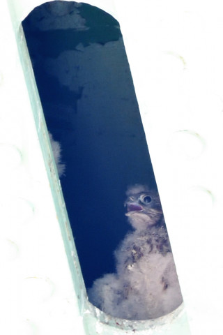 トリミング 2020/6月 SIGMA150-600C+D500 600mm F8 ss1/125 ISO2800 AF-C シングル