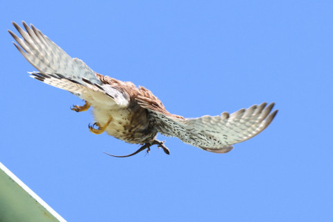 トリミング 2020/6月 SIGMA150-600C+D500 600mm F8 ss1/1250 ISO1400 AF-C シングル