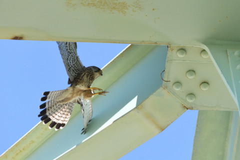 2020/6月 SIGMA150-600C+D500 600mm F8 ss1/1250 ISO1250 AF-C シングル