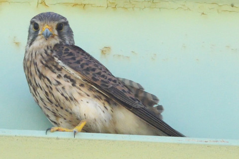 トリミング 2020/6月 SIGMA150-600C+D500 600mm F8 ss1/1250 ISO2500