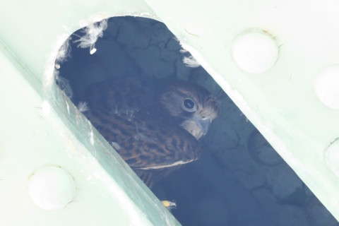 トリミング 2020/6月 SIGMA150-600C+D500 600mm F8 ss1/160 ISO2000