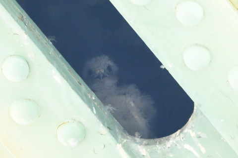 トリミング 2020/6月 SIGMA150-600C+D500 600mm F8 ss1/800 ISO4000