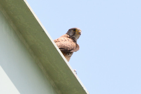 トリミング 2020/6月 SIGMA150-600C+D500 600mm F8 ss1/800 ISO560