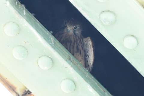 トリミング 2020/6月 SIGMA150-600C+D500 600mm F8 ss1/400 ISO2500