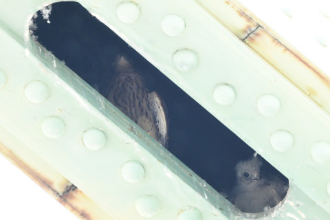 トリミング 2020/6月 SIGMA150-600C+D500 600mm F8 ss1/400 ISO2800