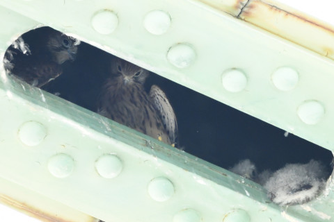 トリミング 2020/6月 SIGMA150-600C+D500 600mm F8 ss1/640 ISO4000