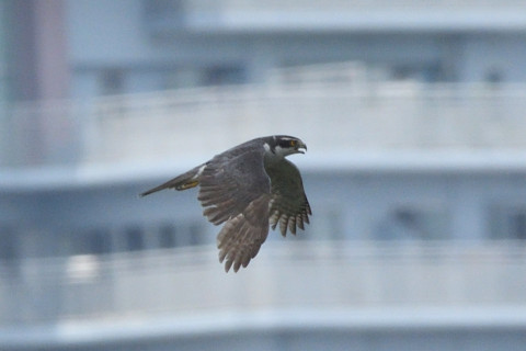 トリミング 2020/6月 SIGMA150-600C+D500 600mm F8 ss1/1250 ISO640 AF-C シングル