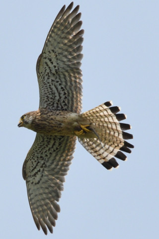 トリミング 2020/6月 SIGMA150-600C+D500 600mm F8 ss1/1250 ISO450 AF-C シングル