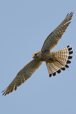 トリミング 2020/6月 SIGMA150-600C+D500 600mm F8 ss1/1250 ISO560 AF-C シングル