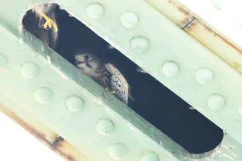 トリミング 2020/6月 SIGMA150-600C+D500 600mm F8 ss1/640 ISO4000