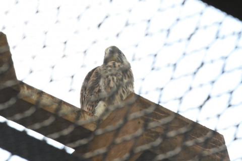 2020/6月 SIGMA150-600C+D500 600mm F8 ss1/400 ISO1600