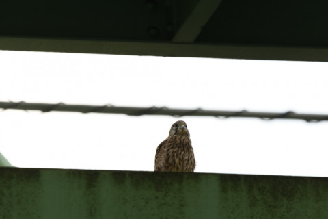 2020/6月 SIGMA150-600C+D500 600mm F8 ss1/200 ISO100