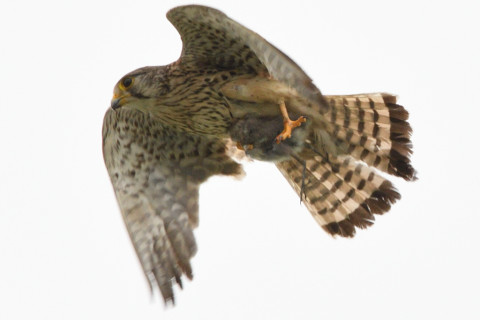 トリミング 2020/6月 SIGMA150-600C+D500 600mm F8 ss1/1250 ISO450 AF-C シングル 