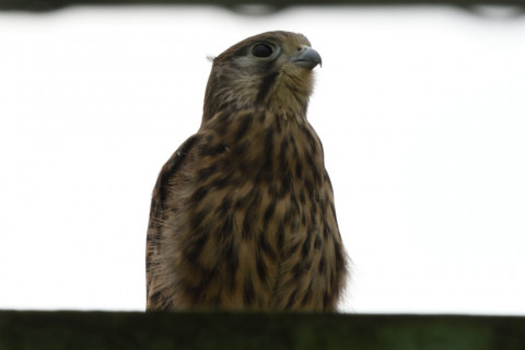 トリミング 2020/6月 SIGMA150-600C+D500 600mm F8 ss1/250 ISO100