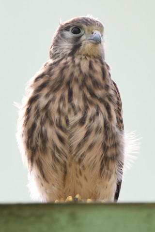 トリミング 2020/6月 SIGMA150-600C+D500 600mm F8 ss1/100 ISO200