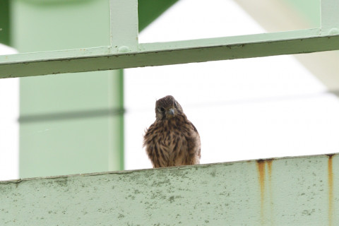 2020/6月 SIGMA150-600C+D500 600mm F8 ss1/1250 ISO1250