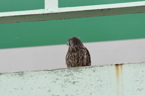 トリミング 2020/6月 SIGMA150-600C+D500 600mm F8 ss1/1250 ISO4000