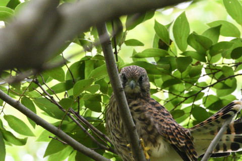 2020/6月 SIGMA150-600C+D500 600mm F8 ss1/1250 ISO4000