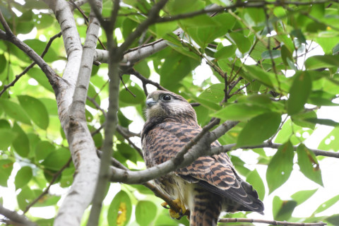 2020/6月 SIGMA150-600C+D500 600mm F8 ss1/200 ISO2800