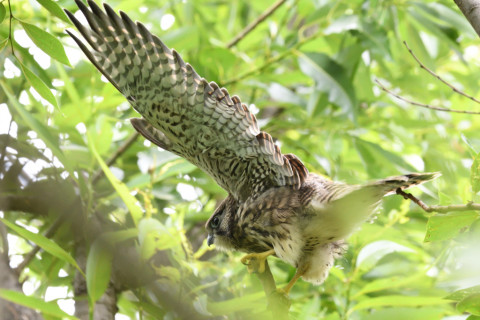 2020/6月 SIGMA150-600C+D500 600mm F8 ss1/160 ISO2200