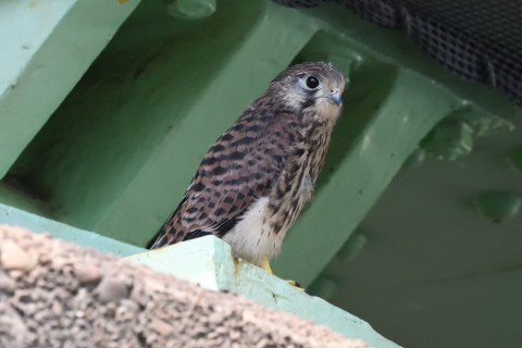 トリミング 2020/6月 SIGMA150-600C+D500 600mm F8 ss1/800 ISO4000