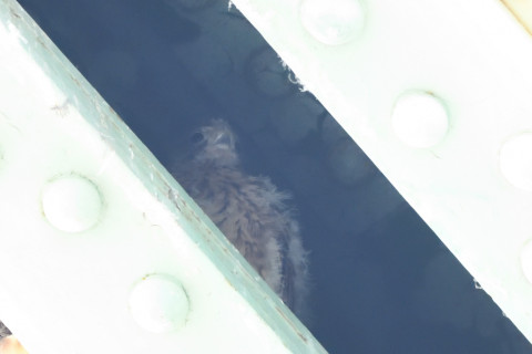 トリミング 2020/6月 SIGMA150-600C+D500 600mm F8 ss1/250 ISO4000