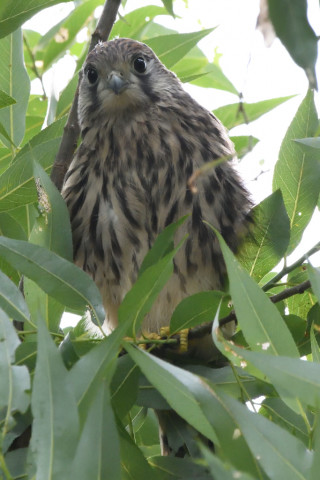 トリミング 2020/6月 SIGMA150-600C+D500 600mm F8 ss1/500 ISO4000