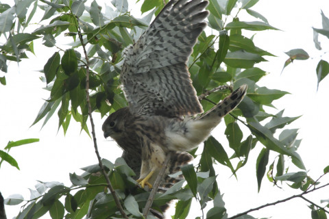 2020/6月 SIGMA150-600C+D500 600mm F8 ss1/1250 ISO4000