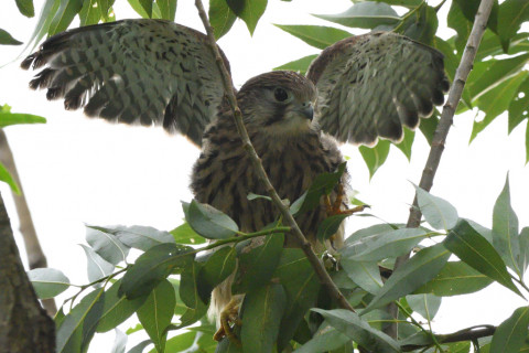 トリミング 2020/6月 SIGMA150-600C+D500 600mm F8 ss1/1250 ISO2800