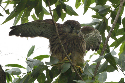 トリミング 2020/6月 SIGMA150-600C+D500 600mm F8 ss1/1250 ISO900