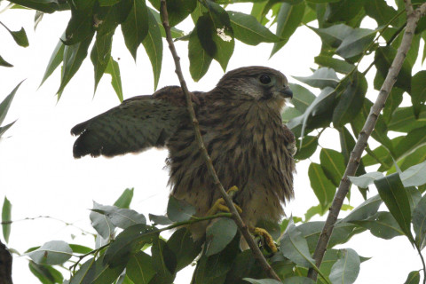 トリミング 2020/6月 SIGMA150-600C+D500 600mm F8 ss1/1250 ISO900