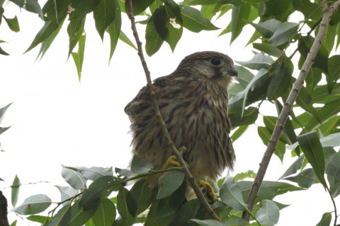 トリミング 2020/6月 SIGMA150-600C+D500 600mm F8 ss1/1250 ISO1000