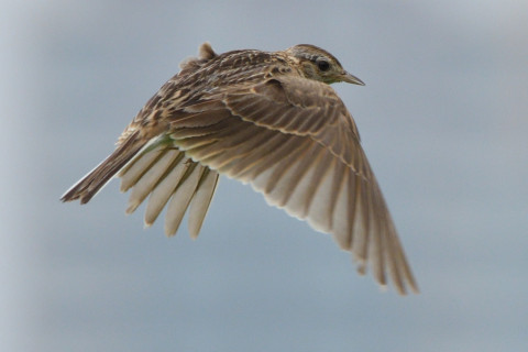 トリミング 2020/6月 SIGMA150-600C+D500 600mm F8 ss1/1250 ISO560 AF-C シングル