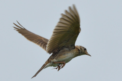 トリミング 2020/6月 SIGMA150-600C+D500 600mm F8 ss1/1250 ISO450 AF-C シングル