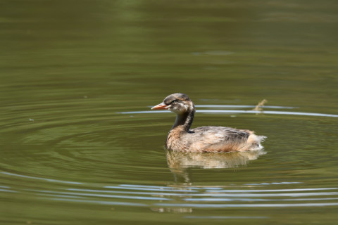2020/7月 SIGMA150-600C+D500 600mm F8 ss1/200 ISO160 AF-C シングル