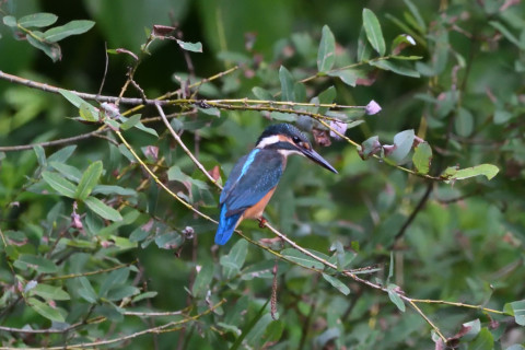 トリミング 2020/7月 SIGMA150-600C+D500 600mm F8 ss1/640 ISO4000