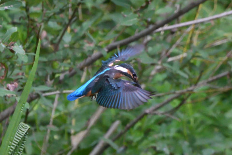 トリミング 2020/7月 SIGMA150-600C+D500 600mm F8 ss1/1000 ISO4000 AF-C シングル