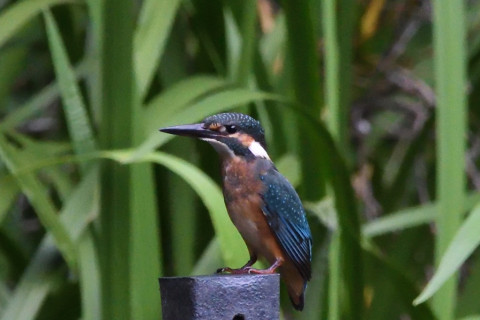 トリミング 2020/7月 SIGMA150-600C+D500 600mm F8 ss1/1000 ISO4000 AF-C シングル
