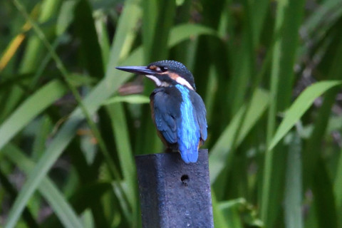 トリミング 2020/7月 SIGMA150-600C+D500 600mm F8 ss1/800 ISO4000