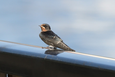 トリミング 2020/7月 SIGMA150-600C+D500 600mm F8 ss1/1250 ISO1100
