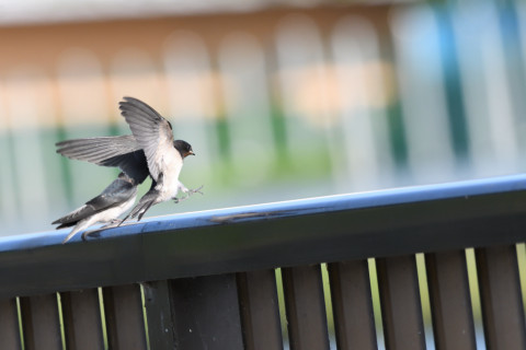 トリミング 2020/7月 SIGMA150-600C+D500 600mm F8 ss1/1250 ISO1600 AF-C シングル