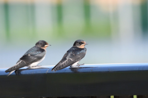 トリミング 2020/7月 SIGMA150-600C+D500 600mm F8 ss1/1250 ISO1400