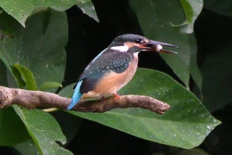 トリミング 2020/7月 SIGMA150-600C+D500 600mm F8 ss1/1250 ISO4000