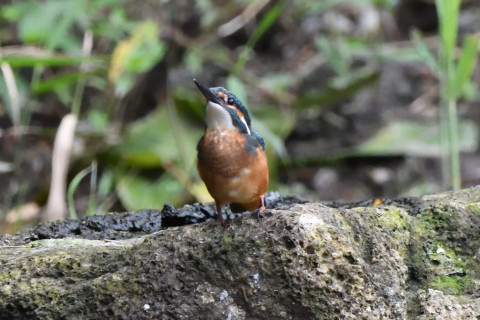 トリミング 2020/7月 SIGMA150-600C+D500 600mm F6.3 ss1/1000 ISO4000