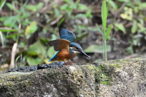 トリミング 2020/7月 SIGMA150-600C+D500 600mm F6.3 ss1/1000 ISO4000 AF-C シングル