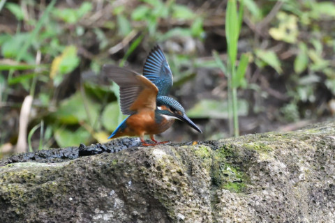 トリミング 2020/7月 SIGMA150-600C+D500 600mm F6.3 ss1/1000 ISO4000 AF-C シングル