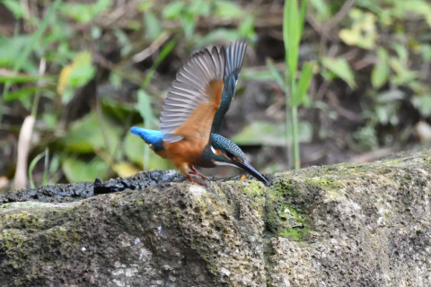 トリミング 2020/7月 SIGMA150-600C+D500 600mm F6.3 ss1/1000 ISO4000 AF-C シングル