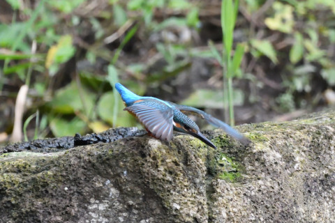 トリミング 2020/7月 SIGMA150-600C+D500 600mm F6.3 ss1/1000 ISO4000 AF-C シングル