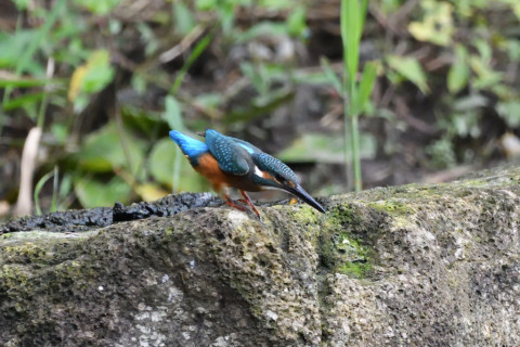 トリミング 2020/7月 SIGMA150-600C+D500 600mm F6.3 ss1/1000 ISO3600 AF-C シングル